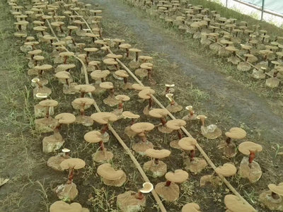 破壁靈芝孢子粉排名辨析 是消費(fèi)參考，還是營(yíng)銷游戲？